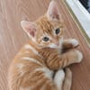 CHARLIE