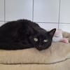 Rosy (En cours d'adoption)