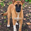 Isis la mini croisée malinoise