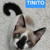 TINITO À ADOPTER AVEC FERNANDITO