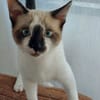 TINITO À ADOPTER AVEC FERNANDITO