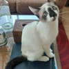 TINITO À ADOPTER AVEC FERNANDITO