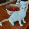 FERNANDITO À ADOPTER AVEC TINITO