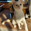 FERNANDITO À ADOPTER AVEC TINITO