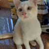 FERNANDITO À ADOPTER AVEC TINITO