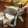 MADALENA À ADOPTER AVEC DULCE