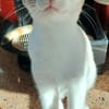 MADALENA À ADOPTER AVEC DULCE