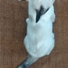 MADALENA À ADOPTER AVEC DULCE