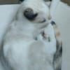 MADALENA À ADOPTER AVEC DULCE