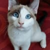DULCE À ADOPTER AVEC MADALENA
