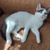 DULCE À ADOPTER AVEC MADALENA