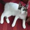 DULCE À ADOPTER AVEC MADALENA