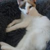 DULCE À ADOPTER AVEC MADALENA