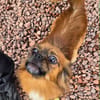Pongo