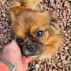 Pongo