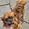 Pongo