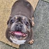 Stella