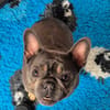Stella