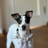 Fido - einfach ein ziemlich cooler Kerl