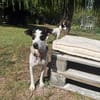 Fido - einfach ein ziemlich cooler Kerl