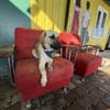Smartie sucht ein Zuhause / Pflegestelle