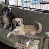 Smartie sucht ein Zuhause / Pflegestelle