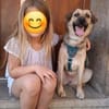 Velina bereits gut trainierte Hündin sucht ein Zuhause