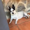 ENCARNITA  kleiner Sonnenschein sucht ihren Lieblingsmensch