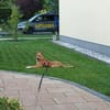 Freundlicher Junghund Fiete