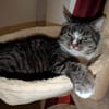 Sid sucht ein liebevolles Zuhause