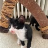 Hermine und Henry suchen ein liebevolles Zuhause