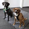 Kenji - freundlich - unkompliziert - verschmust