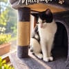 ***MACCHIATA - junge Katzendame!***