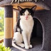 ***MACCHIATA - junge Katzendame!***
