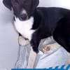 Leonardo - freut sich auf viele Hundfreunde