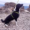 Leonardo - freut sich auf viele Hundfreunde