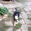 Leonardo - freut sich auf viele Hundfreunde