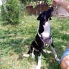 Leonardo - freut sich auf viele Hundfreunde