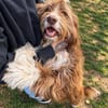 Pflegehund Tejo wartet in 66901 Schönenberg-Kübelberg
