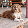 Pflegehund Tejo wartet in 66901 Schönenberg-Kübelberg