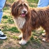 Pflegehund Tejo wartet in 66901 Schönenberg-Kübelberg