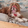 Pflegehund Tejo wartet in 66901 Schönenberg-Kübelberg