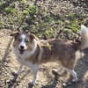 Hundedame Pinky❤sucht ruhiges Zuhause