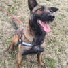 Laika  wartet in 50259 Pulheim auf deinen Besuch