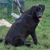 Berry, schwarze Schönheit sucht Zuhause
