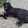 Berry, schwarze Schönheit sucht Zuhause