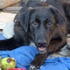 Berry, schwarze Schönheit sucht Zuhause