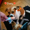 Dudley ist der Knaller