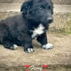 Feeny  winziges Hundemädchen sucht ihr großes Glück