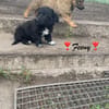 Feeny  winziges Hundemädchen sucht ihr großes Glück
